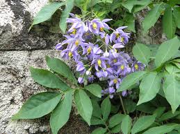 Image result for Solanum seaforthianum