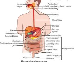 Metabolizes proteins, carbohydrates, and fats; Draw A Diagram Of Human Alimentary Canal And Label The Following Parts 1 Largest Gland 2 Gland That Brainly In