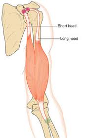 Biceps Brachii Definition Of Biceps Brachii By Medical Dictionary