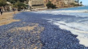 Der Kampf gegen Medusen - Strategien für ein quallenfreies Badeverlebnis