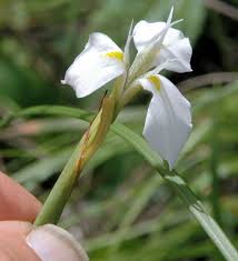 Image result for Moraea verdickii