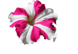 Petunia Flower Emoji Best Flower Wallpaper