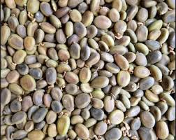 Image result for Cucumis aculeatus