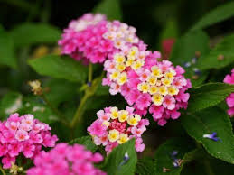 Das Wandelroschen Schneiden Und Vermehren Mein Mediterraner Garten Wandelroschen Mediterrane Pflanzen Kubelpflanzen