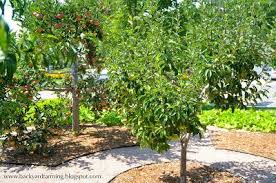 Home Orchards Fruit Trees Backyard Small Backyard Gardens Orchard Design
