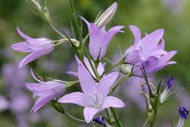 Campanula Rapunculus Rapunzel Glockenblume Pflanzen Einheimische Pflanzen Giftige Pflanzen