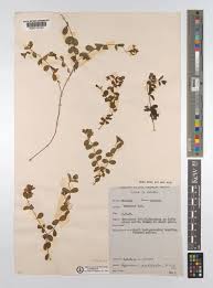 Image result for Hypericum peplidifolium