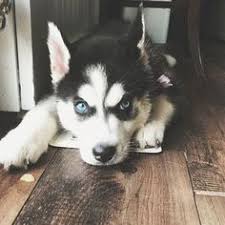  720 Siberian Huskies Ideas In 2021 Siberian Husky Husky Dogs Husky Puppy