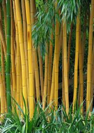 Image result for Bambusa vulgaris