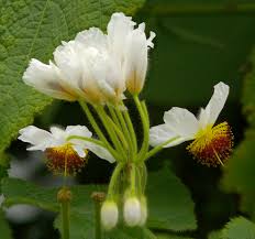 Image result for Sparrmannia africana