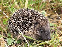 Hedgehog is the common name for any of the small spiny, mammals comprising the subfamily erinaceinae of the erinaceidae family, characterized by rounded bodies, short and barbless spines on their backs and sides, often very short or rudimentary tails. Hedgehogs In New Zealand Wikipedia