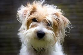 Grace Ful Things Jack Russell Jack Russell Terrier Dogs
