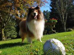 In schönster alleinlage in der friesischen landschaft wohnen sie in einer haushälfte mit eigenem kleinen garten, seniorenfreundlich zu ebener erde. Urlaub Mit Hund Ferienhaus Eingezaunt Alleinlage