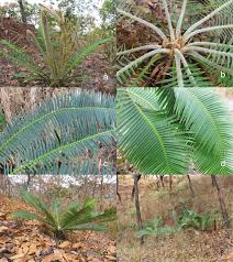 Image result for Dioon