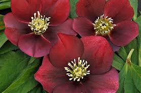 Huge sale on pictures flowers now on. Top 10 Winter Bloomers For Your Flower Garden Birds And Blooms
