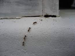 Pests are attracted to dirty places, it draws them in and in a twinkle of an eye, there is a whole army of cockroaches raging through the trash. Keep Pests Out Of Your Home With These 10 Natural Pesticides