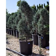 Mavi Servi Spiral Cupressus Arizonica Glauca Agac Agaccik Agaclar Agacciklar Satin Alinacak Seyler Plants Garden