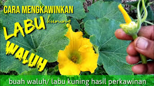 Adapun jenis pupuk yang bagus untuk tanaman cabe adalah pupuk phonska, pupuk npk. Cara Mengawinkan Waluh Atau Labu Kuning Agar Berbuah Sempurna Youtube