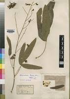 Image result for Adenodolichos