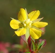 Image result for Ludwigia leptocarpa