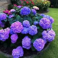 Image result for Hydrangea