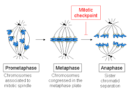 Mar 07, 2021 · formation of fibers or asters of the mitotic or meiotic spindle during cell division. Kinetochore Wikipedia