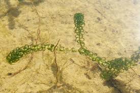 Image result for Lagarosiphon major