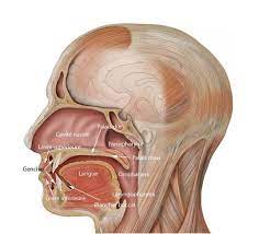 Les Cancers De La Bouche (Cavité Buccale) | Bücco - Guide Des Soins,  Trouver Le Bon Dentiste Selon Vos Besoins