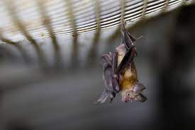 Praziquantel or albendazole, drugs that target eukaryotic parasites with minimal side effects in the host. Why Don T Bats Get Sick Even Though They Carry Many Viruses Goats And Soda Npr