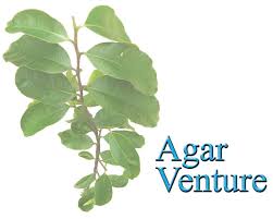 Agarwood tea is different from ordinary tea the most different tea that you've ever tasted! Agarwood Agar Venture Home Facebook