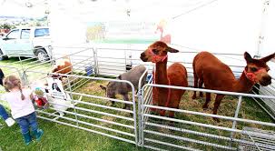The mobile petting farm updated their profile picture. Mobile Petting Farm Hire Welcome To Phils Farm