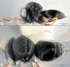 Image result for Platostoma strictum