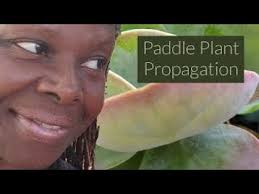 WELCOME TO JOY US GARDEN