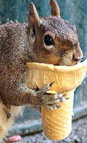 The Cone Says Eat It So I Am Squirrel Funny Cute Animals Animals Beautiful