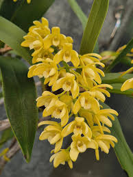 Image result for Dipcadi gracillimum