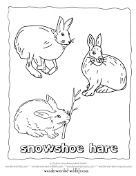 Select print at the top of the page, and the advertising and navigation at the top of the page will be ignored, or. Arctic Hare Coloring Page Coloring Home