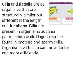 Maybe you would like to learn more about one of these? How Is Flagella Different From Cilia What Are Their Functions Brainly In