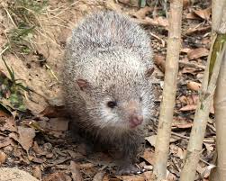 Tailless Tenrec - Facts, Diet, Habitat & Pictures on Animalia.bio