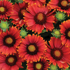 All varieties have been preserved to ensure they will not wilt in the same way living plants would. Top 5 Red Flowers For Butterfly Gardens Growjoy Inc