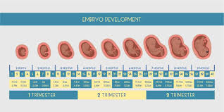 How Many Are The Total Weeks Of Pregnancy Pristyn Care Learn the common early signs of pregnancy from webmd. total weeks of pregnancy pristyn