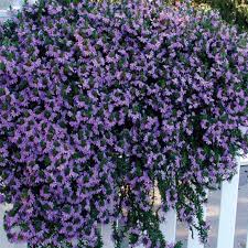 Image result for Scaevola