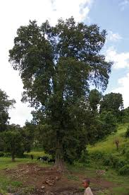 Image result for Podocarpus milanjianus