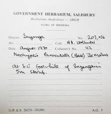 Image result for Coleus guerkei