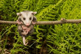 How Can Anyone Hate A Possum Here S Why You Shouldn T Houstonia Magazine