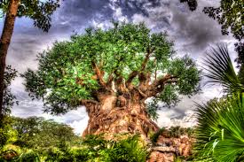 tree of life wallpapers atdisneyagain tree of life wallpapers atdisneyagain
