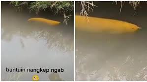 Turis itu kemudian memposting videonya ke media sosial. Viral Diduga Arwana Golden Senilai Rp 20 Juta Renang Bebas Di Parit Bikin Heboh Hot Liputan6 Com