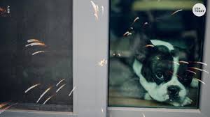 It is also hard to predict when, exactly, a loud bang. Pets Stressed By Fourth Of July Fireworks Noise Here S What To Do