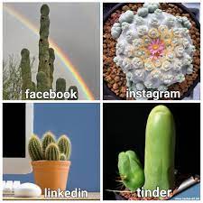 Welcome to giromagi and cactus wholesale. I Made A Cactus Meme Cactus