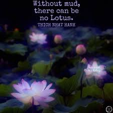 You can to use those 8 images of quotes as a desktop wallpapers. Without Mud There Can Be No Lotus Thich Nhat Hanh Quote Collectiveà¥