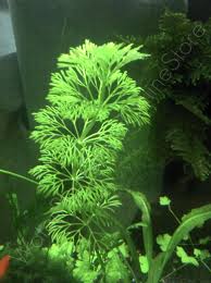 Image result for Limnophila crassifolia